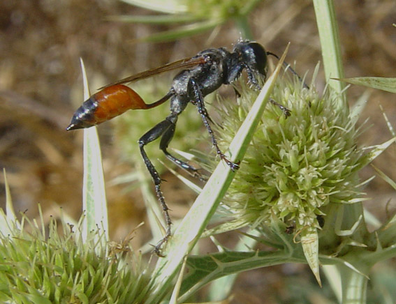 Sphecidae e Apidae Halictinae